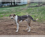 Small #7 Australian Shepherd-Great Dane Mix