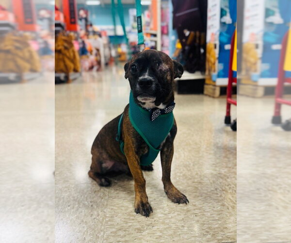 Medium Photo #1 Boston Terrier-Unknown Mix Puppy For Sale in Claremore, OK, USA