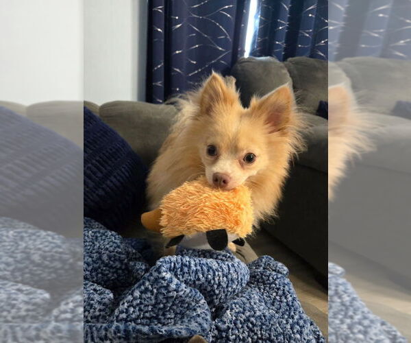 Medium Photo #6 Pomeranian-Unknown Mix Puppy For Sale in Aurora, IN, USA