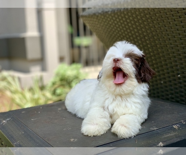 Medium Photo #3 Havanese Puppy For Sale in HOUSTON, TX, USA