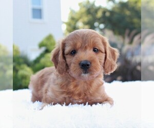Goldendoodle-Poodle (Miniature) Mix Puppy for sale in GORDONVILLE, PA, USA