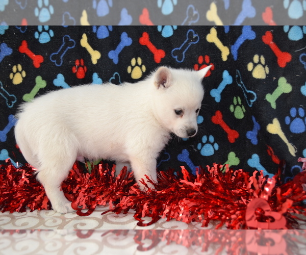 Medium Photo #6 Alaskan Klee Kai Puppy For Sale in GREENWOOD, WI, USA