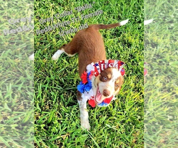 Medium Photo #14 Border Collie Puppy For Sale in BYBEE, TN, USA