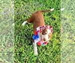 Small #13 Border Collie