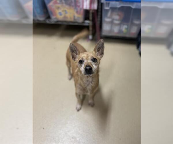 Medium Photo #2 Chihuahua Puppy For Sale in Chula Vista, CA, USA