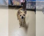 Small #1 Chihuahua