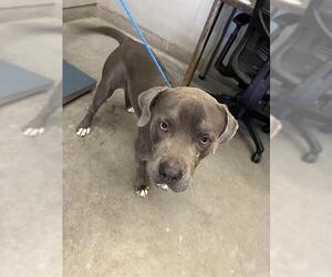 Mutt Dogs for adoption in Camarillo, CA, USA