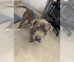 A889150 - Male Mutt Dog for Adoption - Small photo