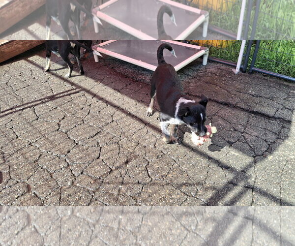 Medium Photo #5 Mutt Puppy For Sale in Sebec, ME, USA