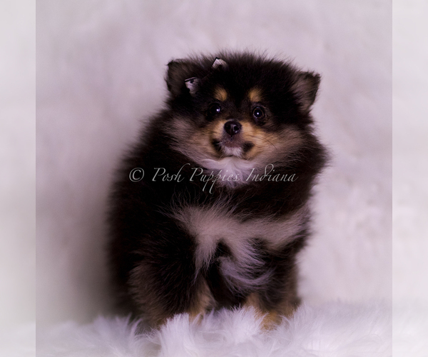 Medium Photo #6 Pomeranian Puppy For Sale in WARSAW, IN, USA