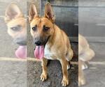 Small #1 German Shepherd Dog