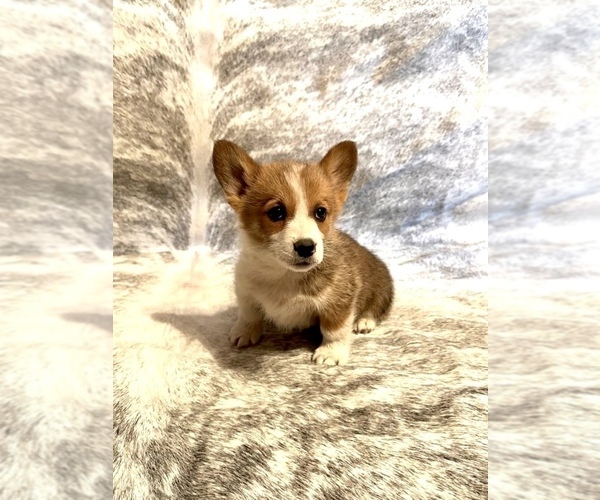 Medium Photo #3 Pembroke Welsh Corgi Puppy For Sale in TRACY, CA, USA