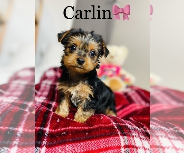 Medium Photo #12 Yorkshire Terrier Puppy For Sale in COOKEVILLE, TN, USA