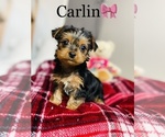Small Photo #12 Yorkshire Terrier Puppy For Sale in COOKEVILLE, TN, USA