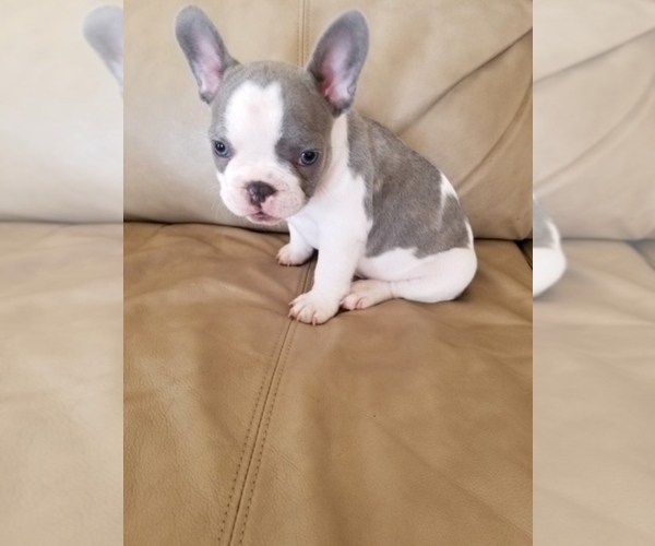 Medium Photo #2 French Bulldog Puppy For Sale in BITTER CREEK, WY, USA
