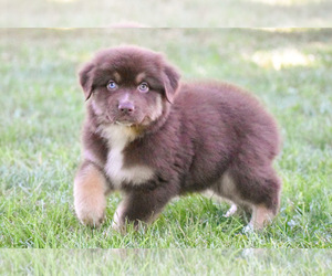 Australian Shepherd Puppy for sale in EASTON, MO, USA