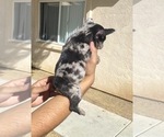 Small Photo #107 French Bulldog Puppy For Sale in ORLANDO, FL, USA