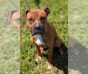 Boxer Dogs for adoption in Fort Lauderdale, FL, USA