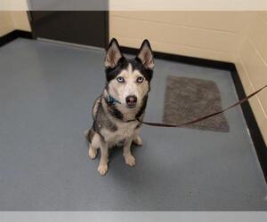 Siberian Husky Dogs for adoption in Denver, CO, USA