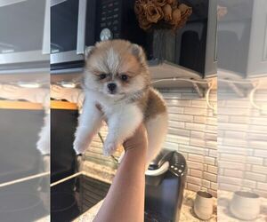 Pomeranian Puppy for sale in HOUSTON, TX, USA