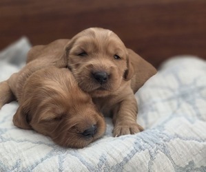 Golden Irish Puppy for sale in EUREKA, IL, USA