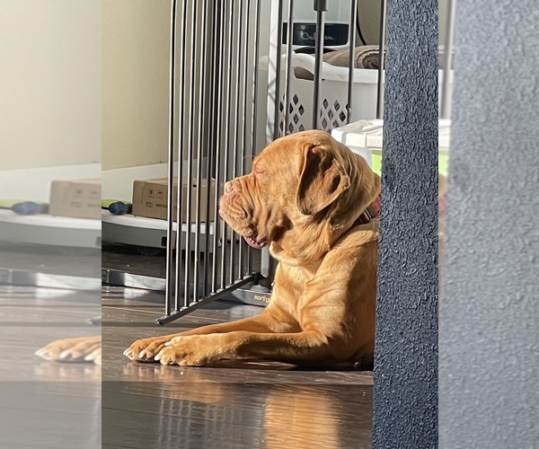 Medium Photo #9 Dogue de Bordeaux Puppy For Sale in BETHANY, MO, USA