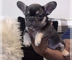 Puppy Puppy 3 French Bulldog