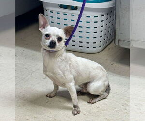 Chihuahua-Unknown Mix Dogs for adoption in Princeton, MN, USA