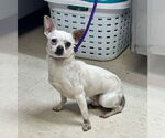 Small Chihuahua Mix