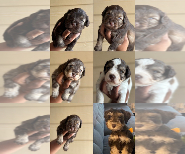 Medium Photo #1 Schnauzer (Miniature) Puppy For Sale in KATY, TX, USA