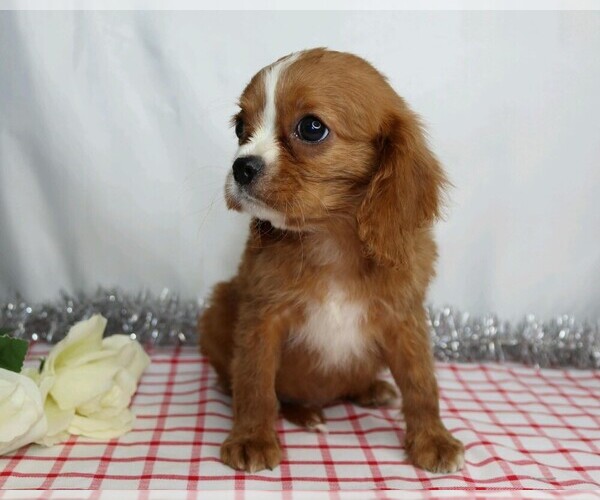 Medium Photo #3 Cavalier King Charles Spaniel Puppy For Sale in FREDERICKSBG, OH, USA
