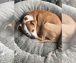 Small #11 American Pit Bull Terrier Mix