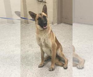 German Shepherd Dog Dogs for adoption in Conroe, TX, USA