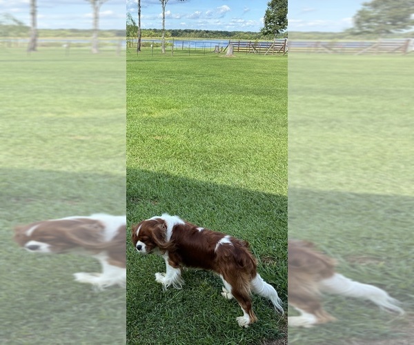 Medium Photo #1 Cavalier King Charles Spaniel Puppy For Sale in PICAYUNE, MS, USA