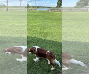 Father of the Cavalier King Charles Spaniel puppies born on 08/07/2026