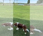 Small Photo #1 Cavalier King Charles Spaniel Puppy For Sale in PICAYUNE, MS, USA