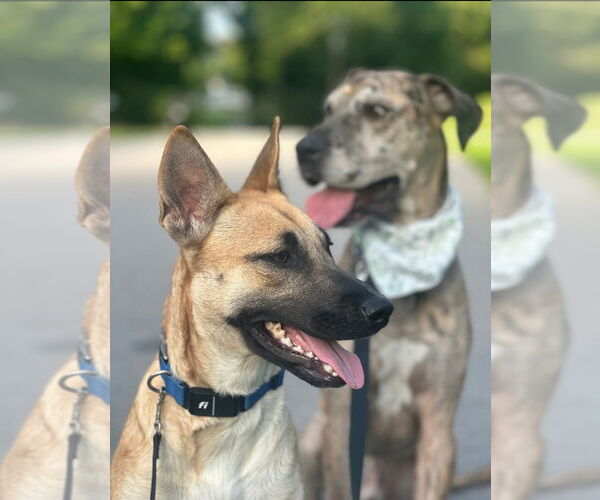 Medium Photo #15 Shepradors Puppy For Sale in Raleigh, NC, USA