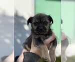 Small #1 Norfolk Terrier