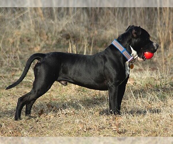 Medium Photo #3 American Pit Bull Terrier-Great Dane Mix Puppy For Sale in Norman, OK, USA