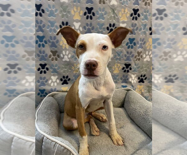 Medium Photo #5 Mutt Puppy For Sale in oakland, FL, USA