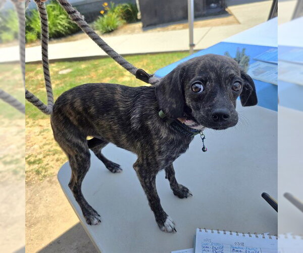Medium Photo #1 Plott Hound-Unknown Mix Puppy For Sale in Long Beach, CA, USA