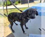 Small Plott Hound Mix