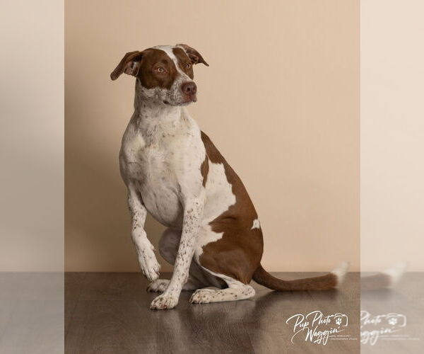 Medium Photo #3 Pointer-Unknown Mix Puppy For Sale in Claremore, OK, USA