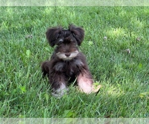 Schnauzer (Miniature) Puppy for sale in KNOX CITY, MO, USA