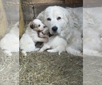 Small #7 Great Pyrenees