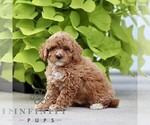 Small #2 Poodle (Miniature)