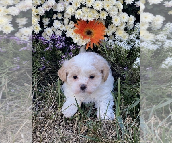 Medium Photo #4 Havanese Puppy For Sale in CANOGA, NY, USA