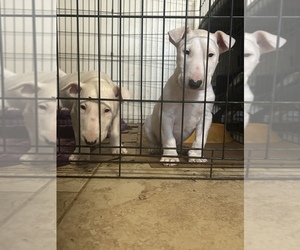 Bull Terrier Puppy for sale in CORONA, CA, USA