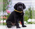 Small #3 Labrador Retriever