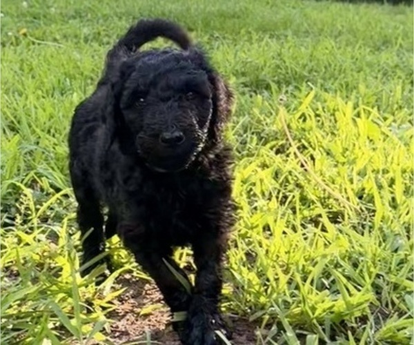 Medium Photo #7 Goldendoodle Puppy For Sale in KANSAS CITY, MO, USA